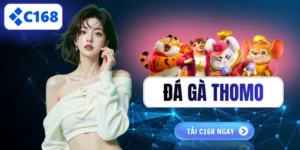 Đá gà Thomo